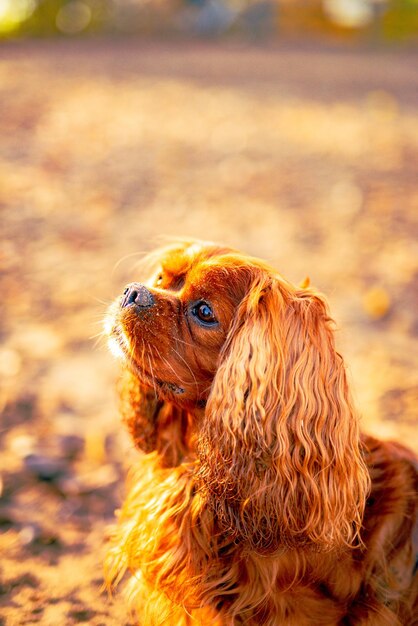 Vertical shot of a Cavalier King Charles Spaniel playing in the forest