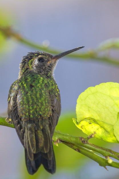 Free photo vertical shot of a chubby green bee hummingbird standing on a thin branch with leaves