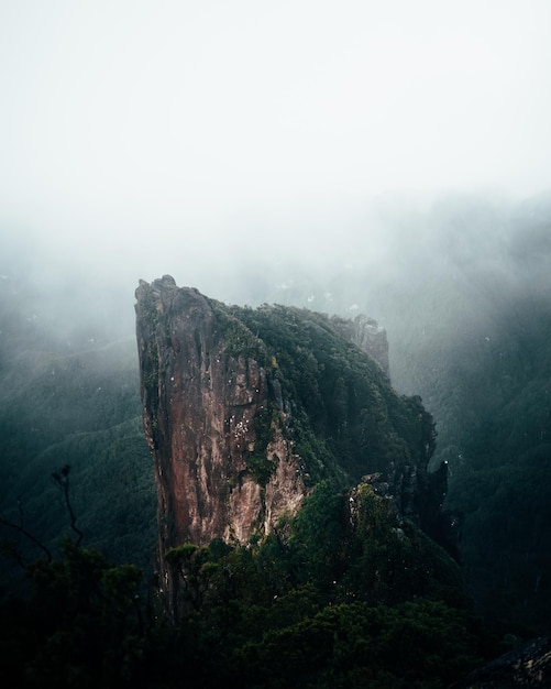 Vertical shot of the cliff with greenery in the forest surrounded by fog in New Zealand