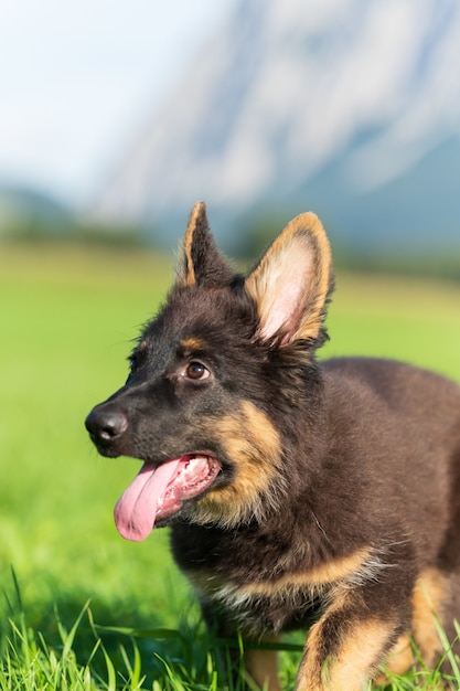 Vertical shot of a colored dog with his tongue sticking out of his mouth in the garden