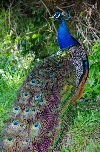 Vertical shot of a colorful peacock in New Zealand