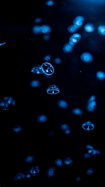 Vertical shot of colorful vibrant medusas in an aquarium