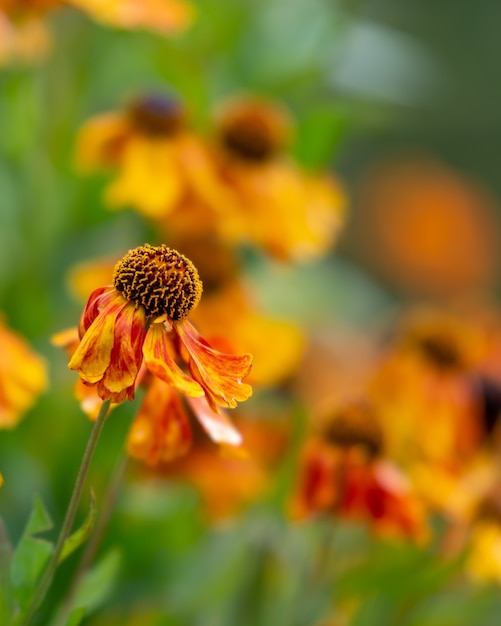 Free photo vertical shot of a common sneezeweed in the garden