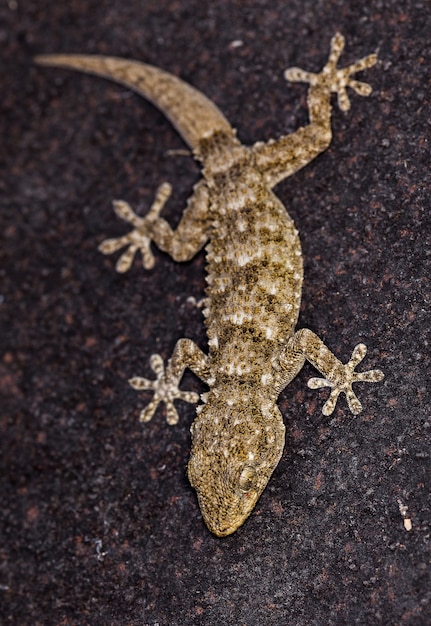 Free Photo vertical shot of a common wall gecko on a dark stone