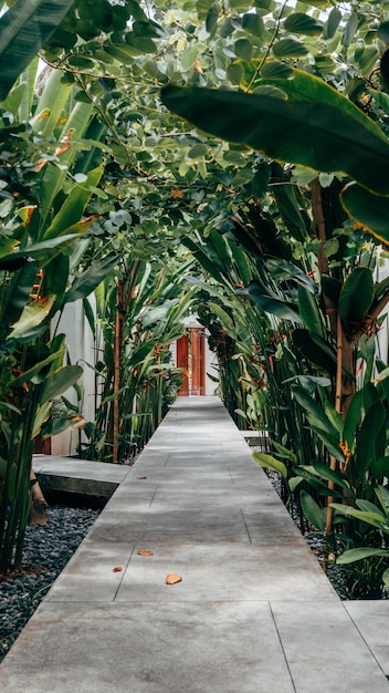 Free photo vertical shot of a concrete pathway with green plants on the sides