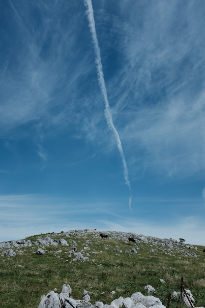 Free Photo vertical shot of a cows grazing on a hill covered with grass and rocks under a blue sky