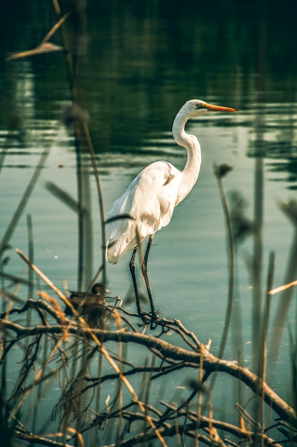 Free Photo vertical shot of a crane perched on the branch of a tree over a small calm lake in a forest