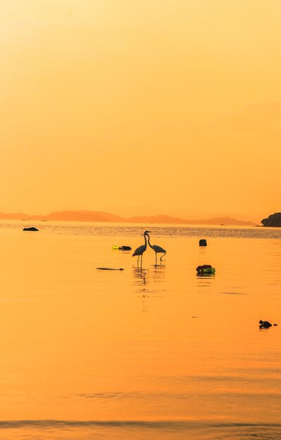 Vertical shot of cranes in the water illuminated by the sunshine