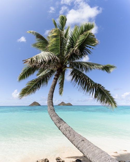 Free Photo vertical shot of a curved palm tree at the beach