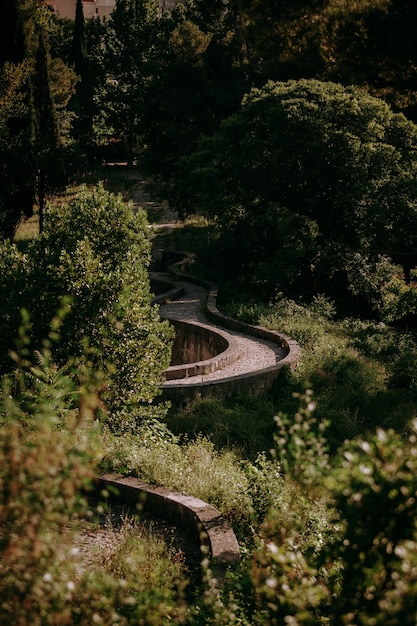 Free Photo a vertical shot of a curvy pathway in the forest