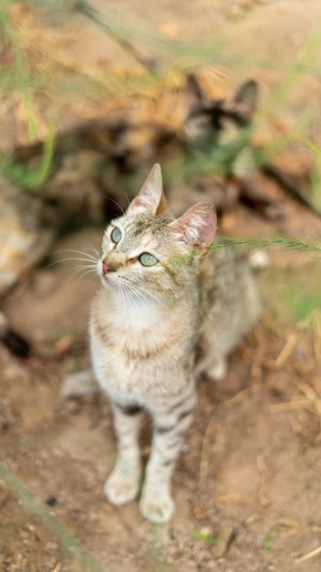 Vertical shot of a cute Aegean cat