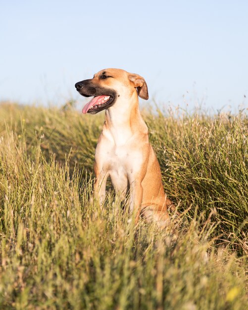 Vertical shot of a cute Black Mouth Cur dog sitting in the middle of a grass-covered field