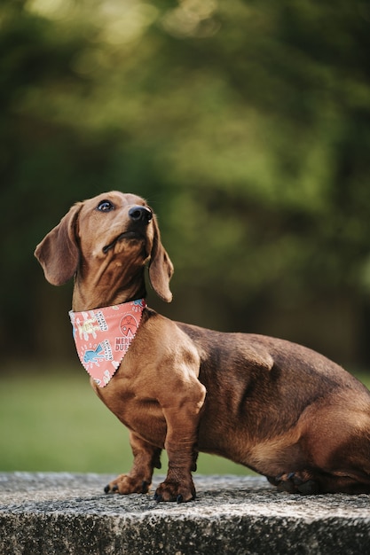 Vertical shot of a cute brown dwarf dachshund with a stylish scarf on its neck walking in a park