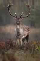 Free photo vertical shot of a cute deer with long antlers on a blurred background