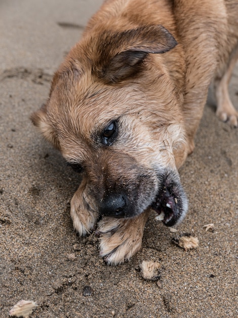 Free Photo vertical shot of a cute dog lying on the sand