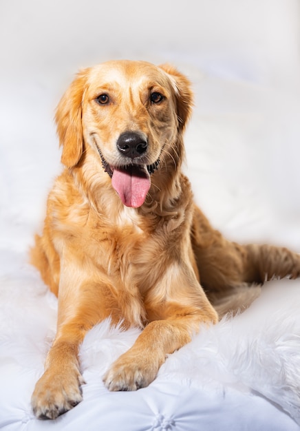 Free photo vertical shot of a cute dog sitting on a fluffy white fabric