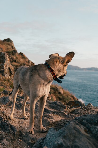 Vertical shot of a cute dog standing on a rocky beach