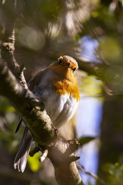 Free Photo vertical shot of a cute european robin bird