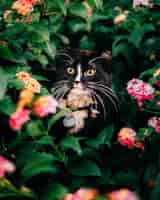 Free photo vertical shot of a cute fluffy cat hiding behind the plants