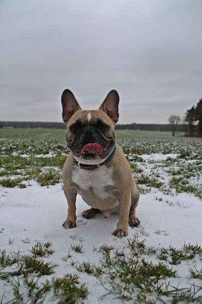 Free Photo vertical shot of a cute french bulldog sitting in the snowy field