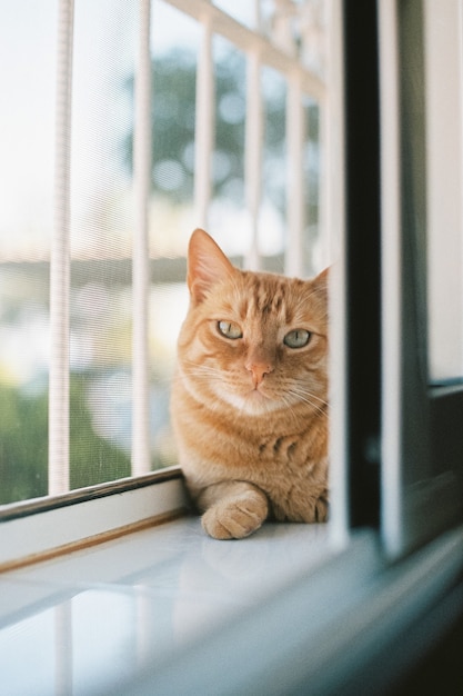 Vertical shot of a cute ginger cat lying by the window