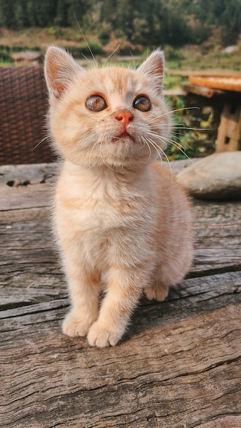 Free photo vertical shot of a cute ginger kitten looking up on a wooden table