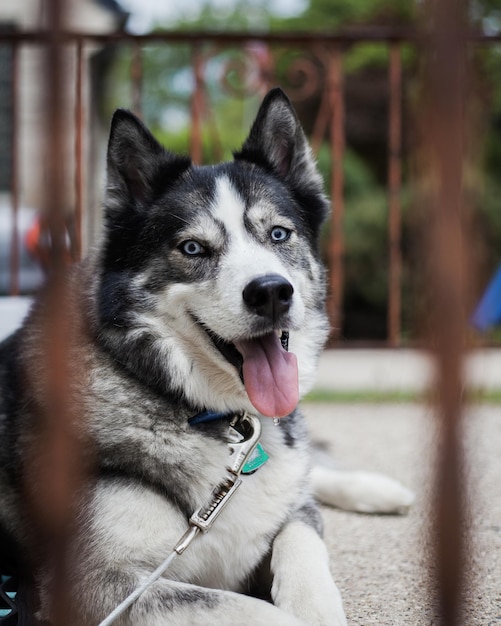 Vertical shot of a cute husky with blue eyes outdoors