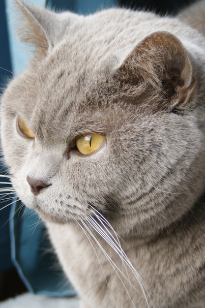 Free Photo vertical shot of a cute kitten with green eyes staring out of the window