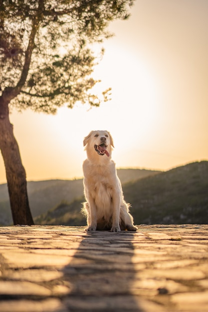 Free Photo vertical shot of a cute labrador dog sitting on a mountain during sunset