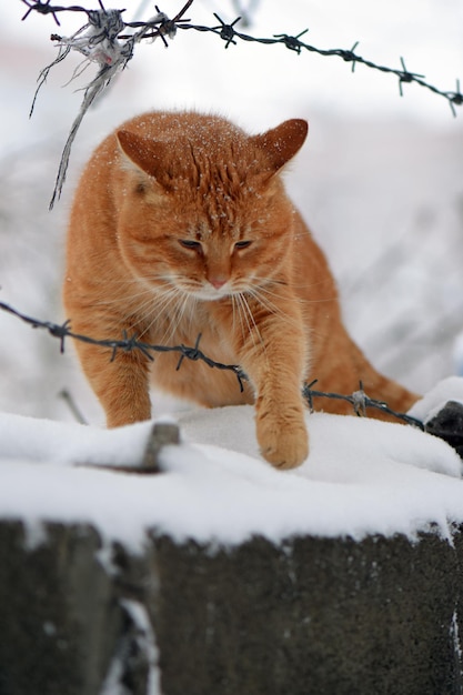 Free photo vertical shot of a cute orange cat on a snowy wall behind barbed wire