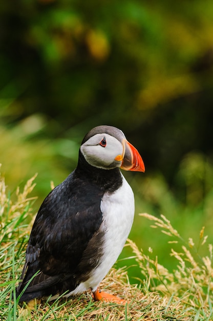 Vertical shot of a cute puffin (Fratercula arctica) standing in natural habitat