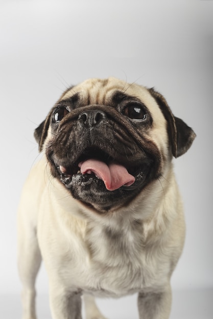 Free Photo vertical shot of a cute pug on a gray surface