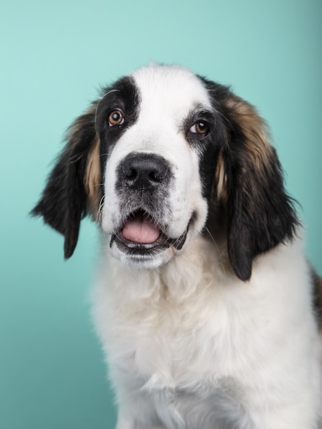 Free photo vertical shot of a cute puppy of st. bernard isolated on a green background