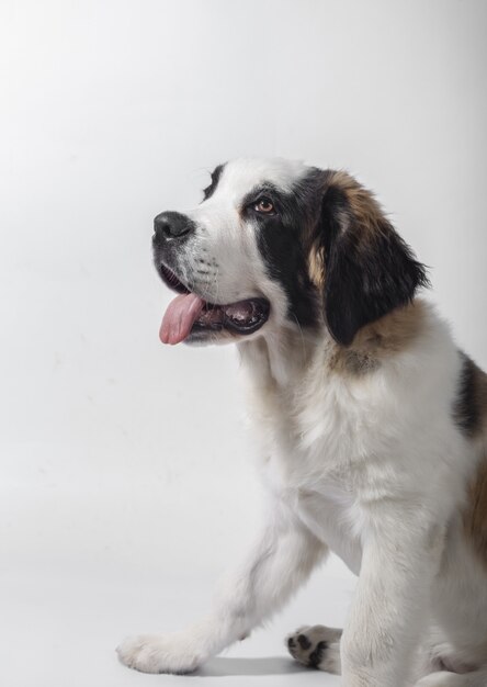 Vertical shot of a cute puppy of St. Bernard