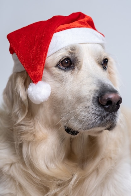 Free photo vertical shot of a cute retriever wearing a christmas hat