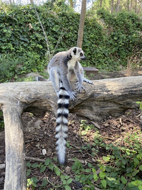 Vertical shot of a cute ring-tailed lemur playing on a tree branch in a park