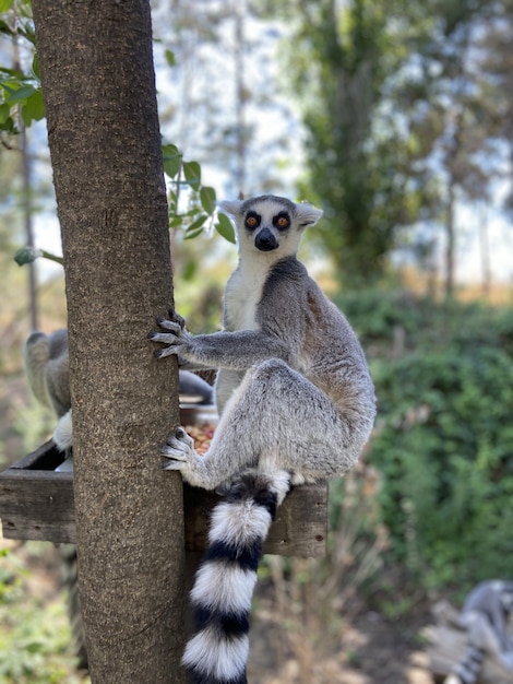 Vertical shot of cute ring-tailed lemurs playing on a tree branch in a park