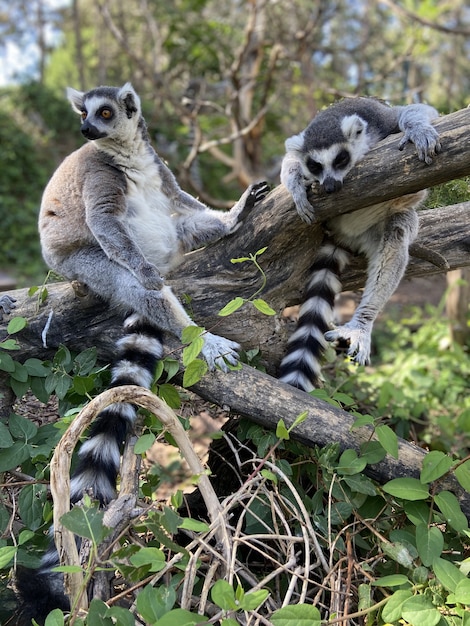 Vertical shot of cute ring-tailed lemurs playing on a tree in a park