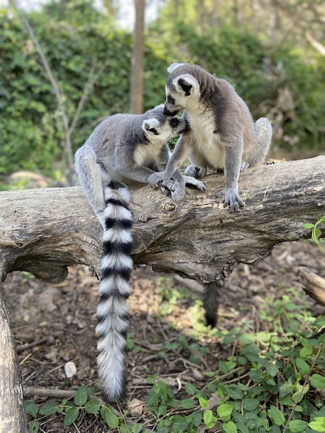 Vertical shot of cute ring-tailed lemurs playing on a tree in a park