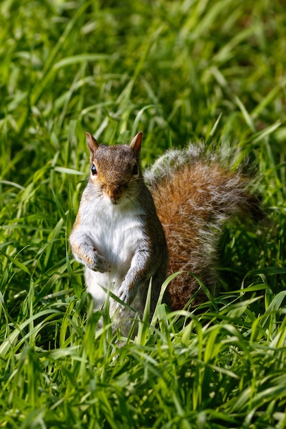 Vertical shot of a cute squirrel on the grass