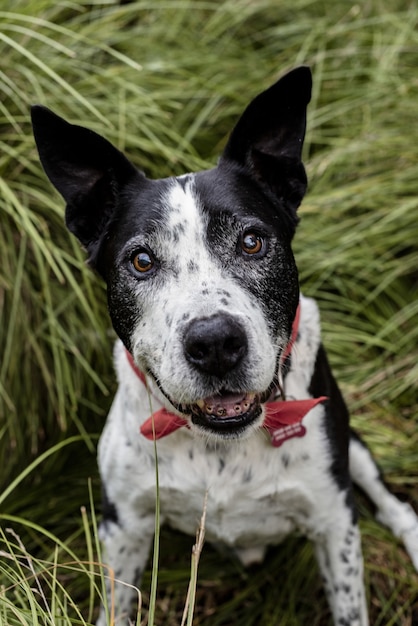 Free Photo vertical shot of a cute teddy roosevelt terrier dog sitting on the grass