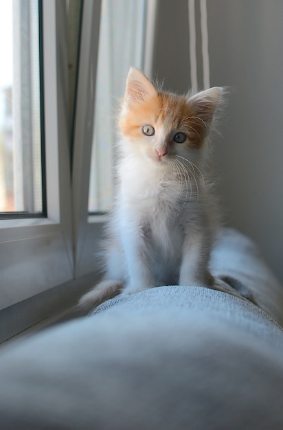 Free Photo vertical shot of a cute white and orange domestic kitten sitting by a window