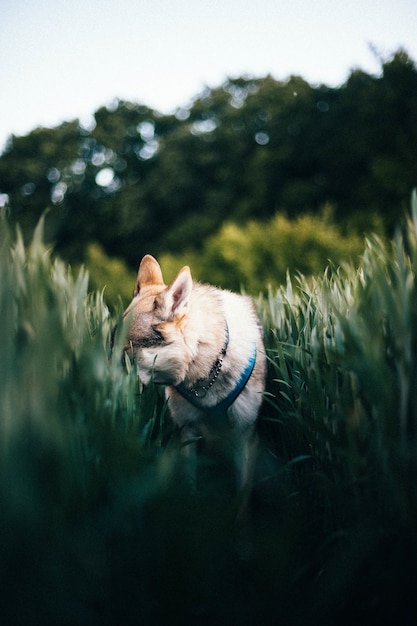 Free Photo vertical shot of a czechoslovakian wolfdog in a field with tall grass during daylight