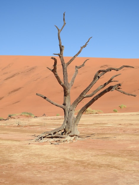 Free photo vertical shot of a dead tree in a desert in deadvlei, namibia, africa