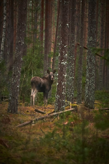 Vertical shot of a deer in the forest with tall trees during the daytime