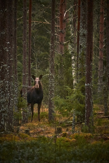 Vertical shot of a deer in the forest with tall trees during the daytime