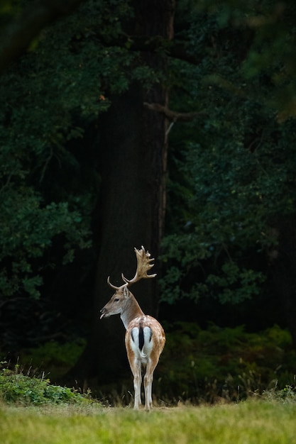 Free photo vertical shot of a deer in the middle of a forest