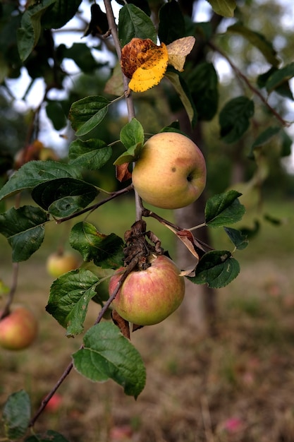 Free photo vertical shot of delicious apples on a tree, in a garden during daylight