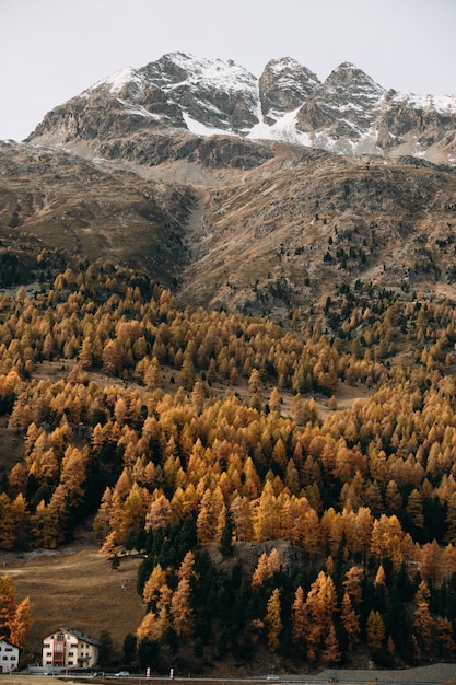 Vertical shot of a densely forested snow-capped mountain covered with colorful autumn foliage