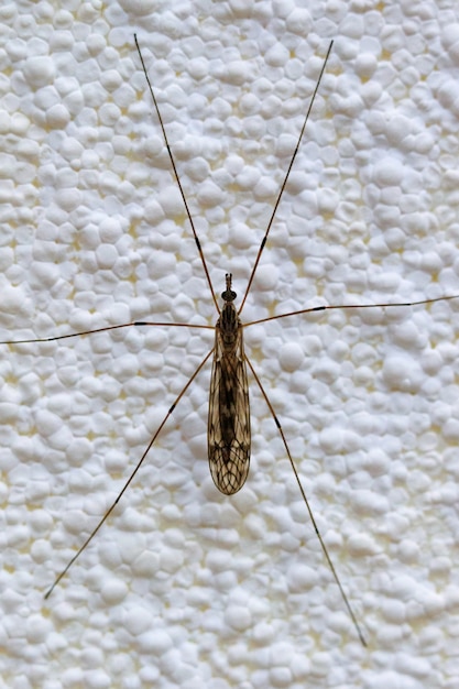 Vertical shot of a Dicranomyia on a white surface under the lights